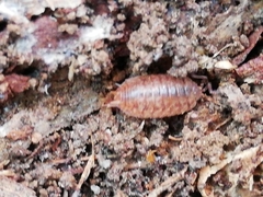 Porcellio debueni