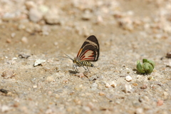 Eutrepsia haemataria