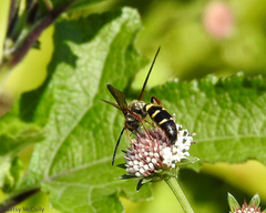 Xanthocampsomeris fulvohirta