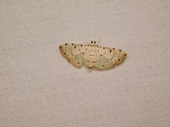 Pycnarmon