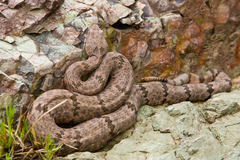 Crotalus lepidus