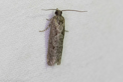 Epinotia celtisana
