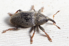Tychius picirostris