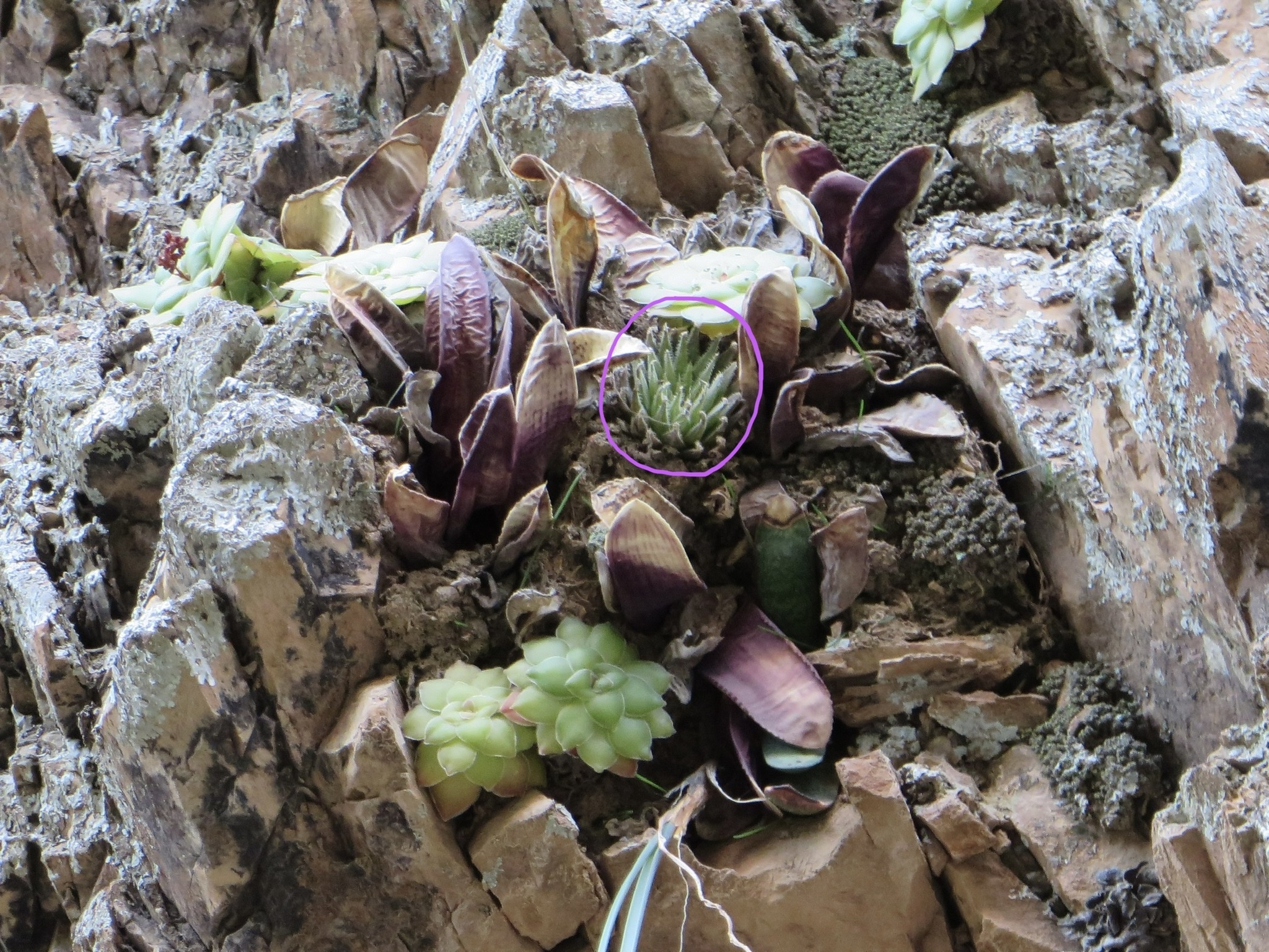 Imagem de Haworthia marumiana não possui um nome popular amplamente reconhecido no Brasil