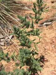 Asparagus flavicaulis