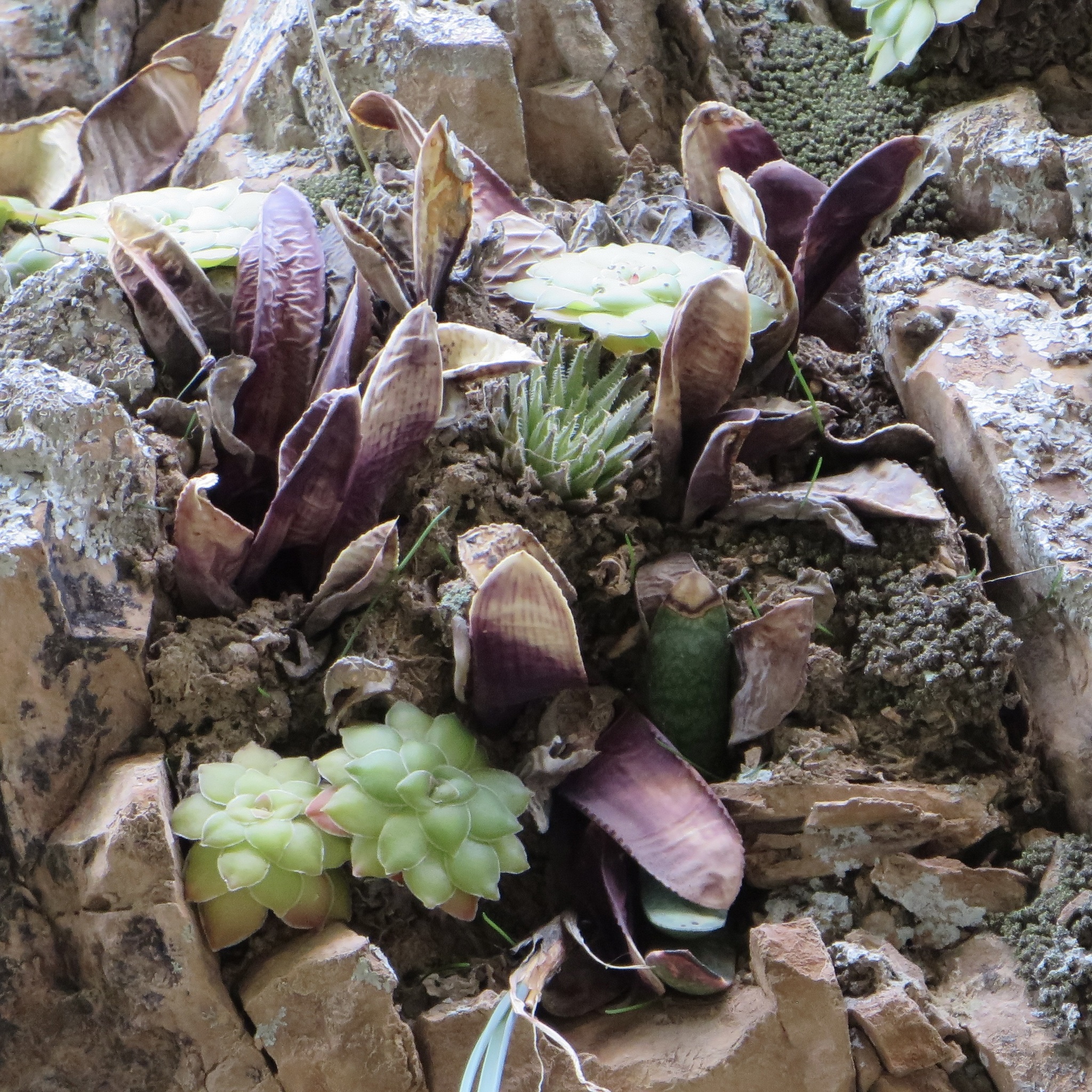 Imagem de Haworthia marumiana não possui um nome popular amplamente reconhecido no Brasil