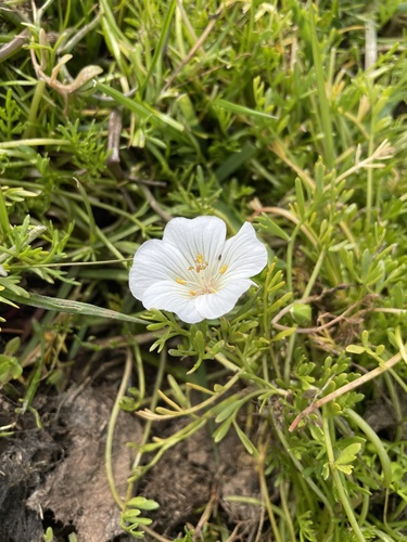 iNaturalist observation photo of white meadowfoam