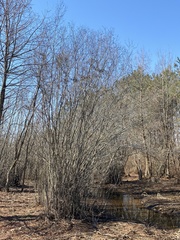 Alnus maritima