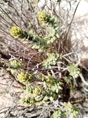 Thymelaea tinctoria