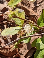 Apis mellifera