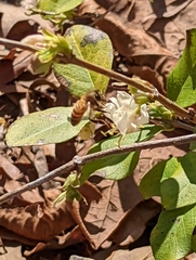 Apis mellifera