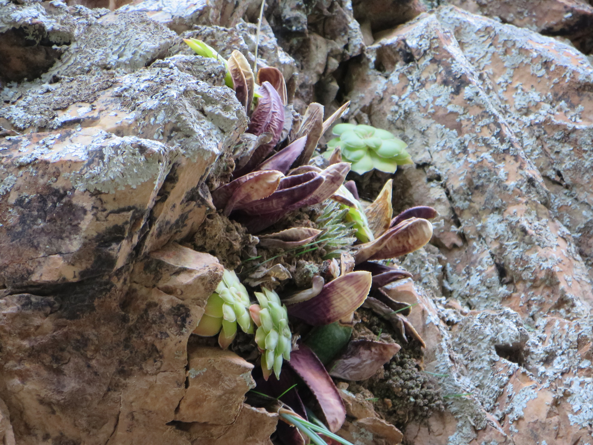 Imagem de Haworthia marumiana não possui um nome popular amplamente reconhecido no Brasil