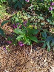 Helleborus orientalis