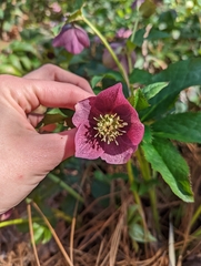 Helleborus orientalis