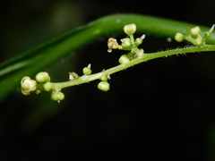 Dendrocnide sinuata