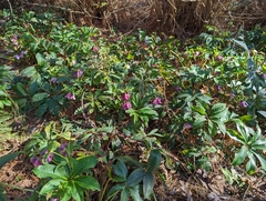 Helleborus orientalis