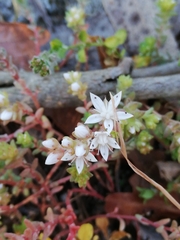 Sedum anglicum