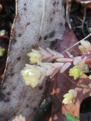 Sedum anglicum