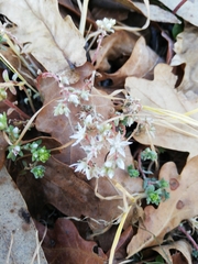 Sedum anglicum
