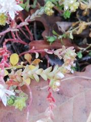 Sedum anglicum