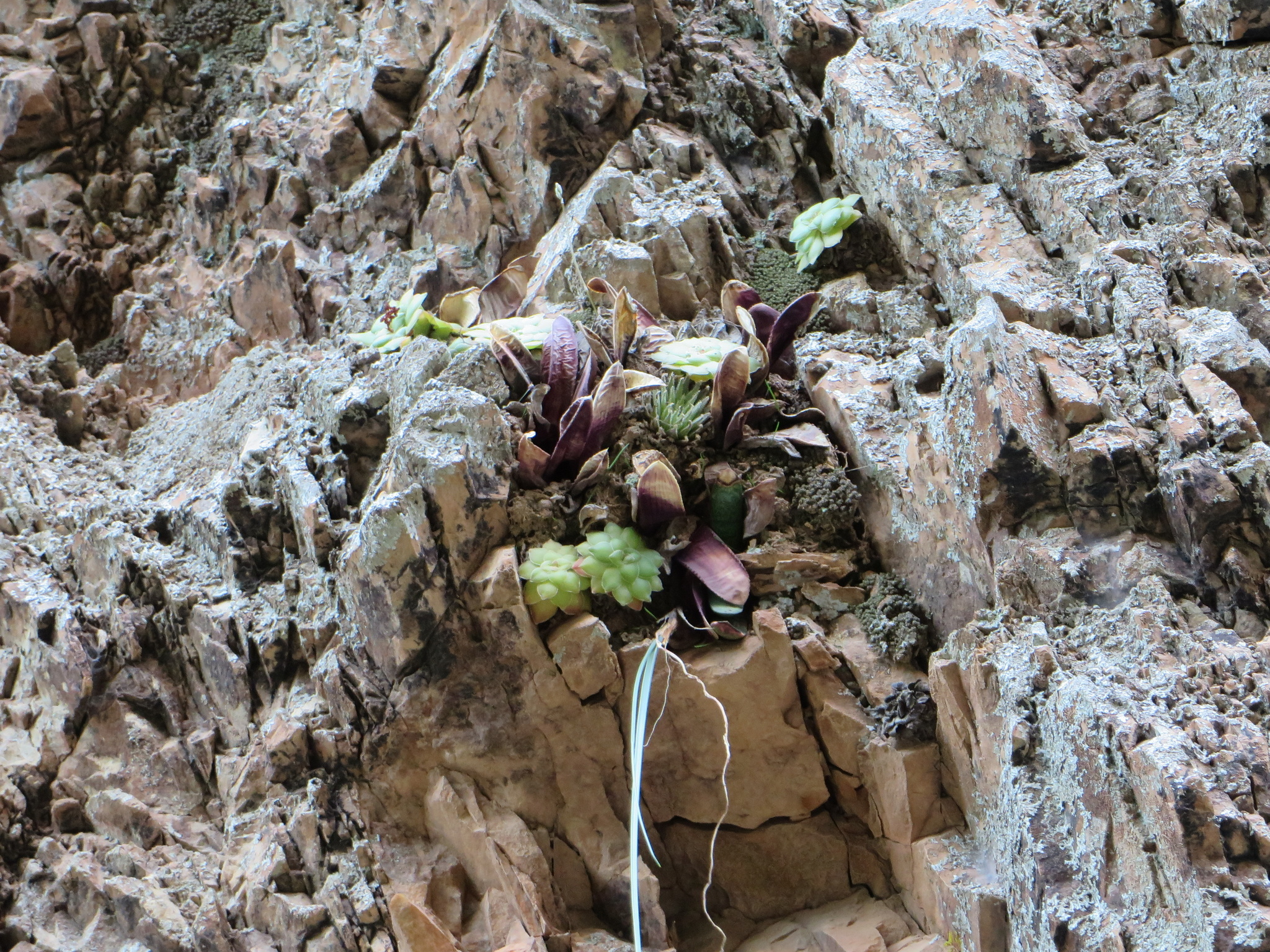 Imagem de Haworthia marumiana não possui um nome popular amplamente reconhecido no Brasil