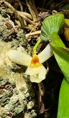 Maxillaria hedwigiae