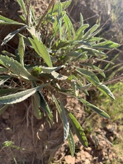 Eriodictyon trichocalyx