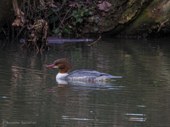 Mergus merganser