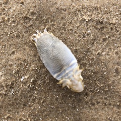 Emerita benedicti