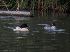 Mergus merganser