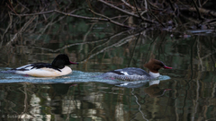 Mergus merganser