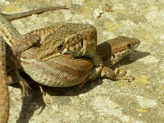 Podarcis liolepis
