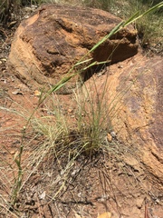 Phyllanthus maderaspatensis