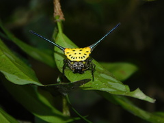 Gasteracantha dalyi