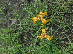 Cypella fucata