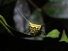 Gasteracantha dalyi