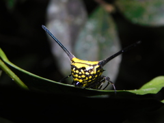 Gasteracantha dalyi
