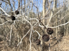 Alnus maritima