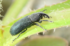 Mecinus janthinus