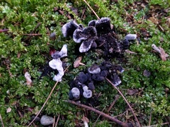 Thelephora cuticularis