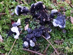 Thelephora cuticularis