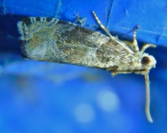 Olethreutes brevirostratum