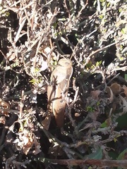 Acanthacris ruficornis