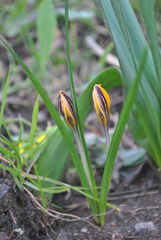 Crocus graveolens