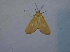 Asota producta
