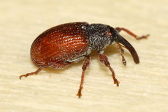 Anthonomus haematopus