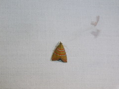 Nolasena ferrifervens