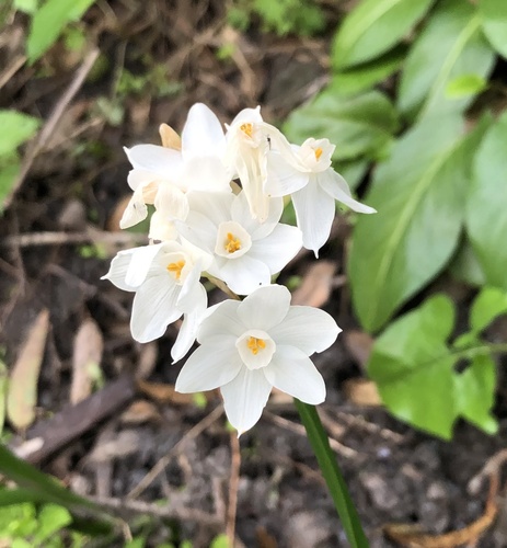 Narcissus papyraceus image