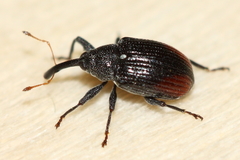 Anthonomus suturalis