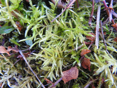 Žalioji trumpė nuotrauka